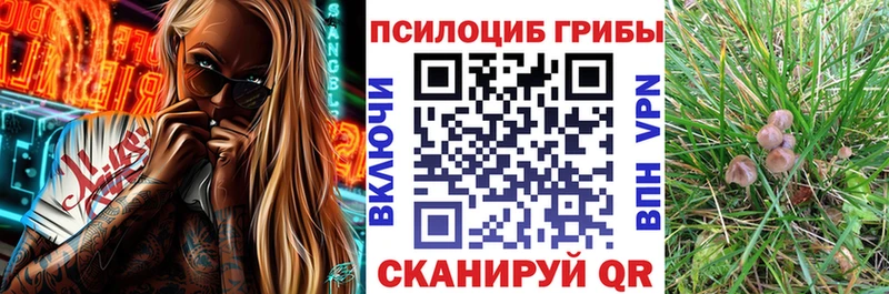 mega онион Курчалой Галлюциногенные грибы прущие грибы где можно купить